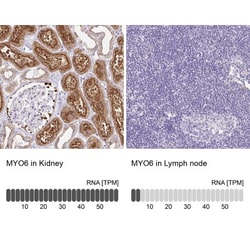 MYO6 Antibody, Novus Biologicals 0.1mL; Unlabeled:Antibodies, Polyclonal